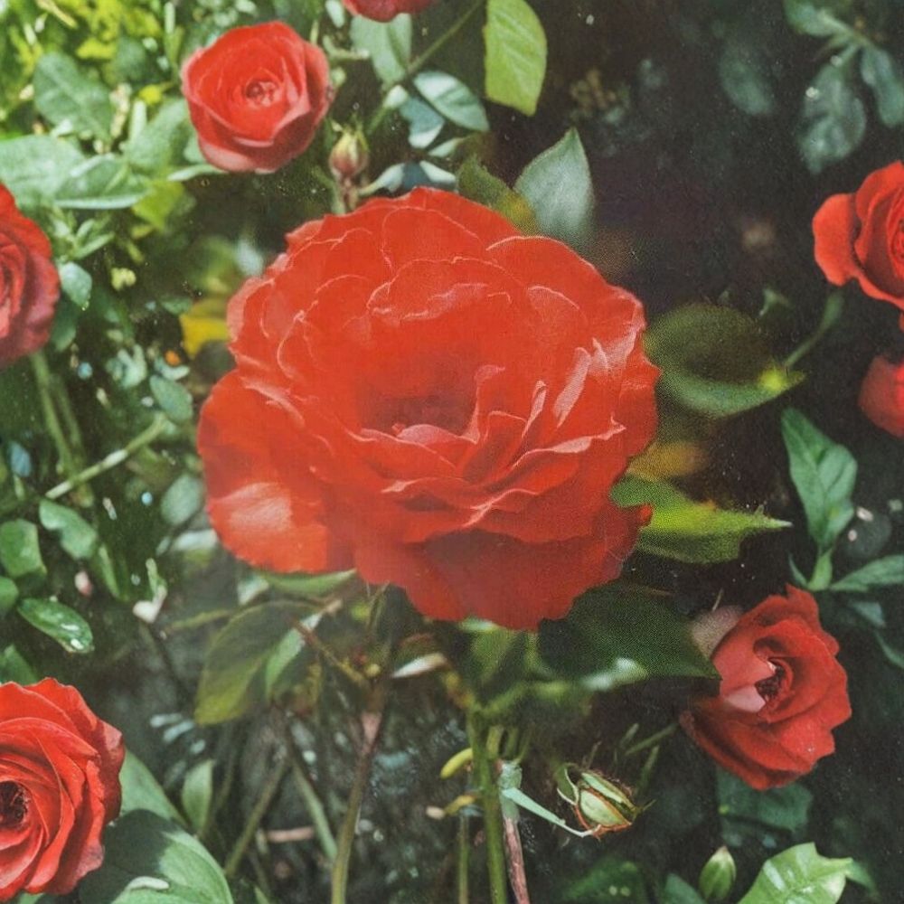 Impatient Floribunda Rose – Orange Red Live Bush Plant | 5 Gallon Garden Shrub with Root Ball | Vibrant Blooming Landscape Favorite