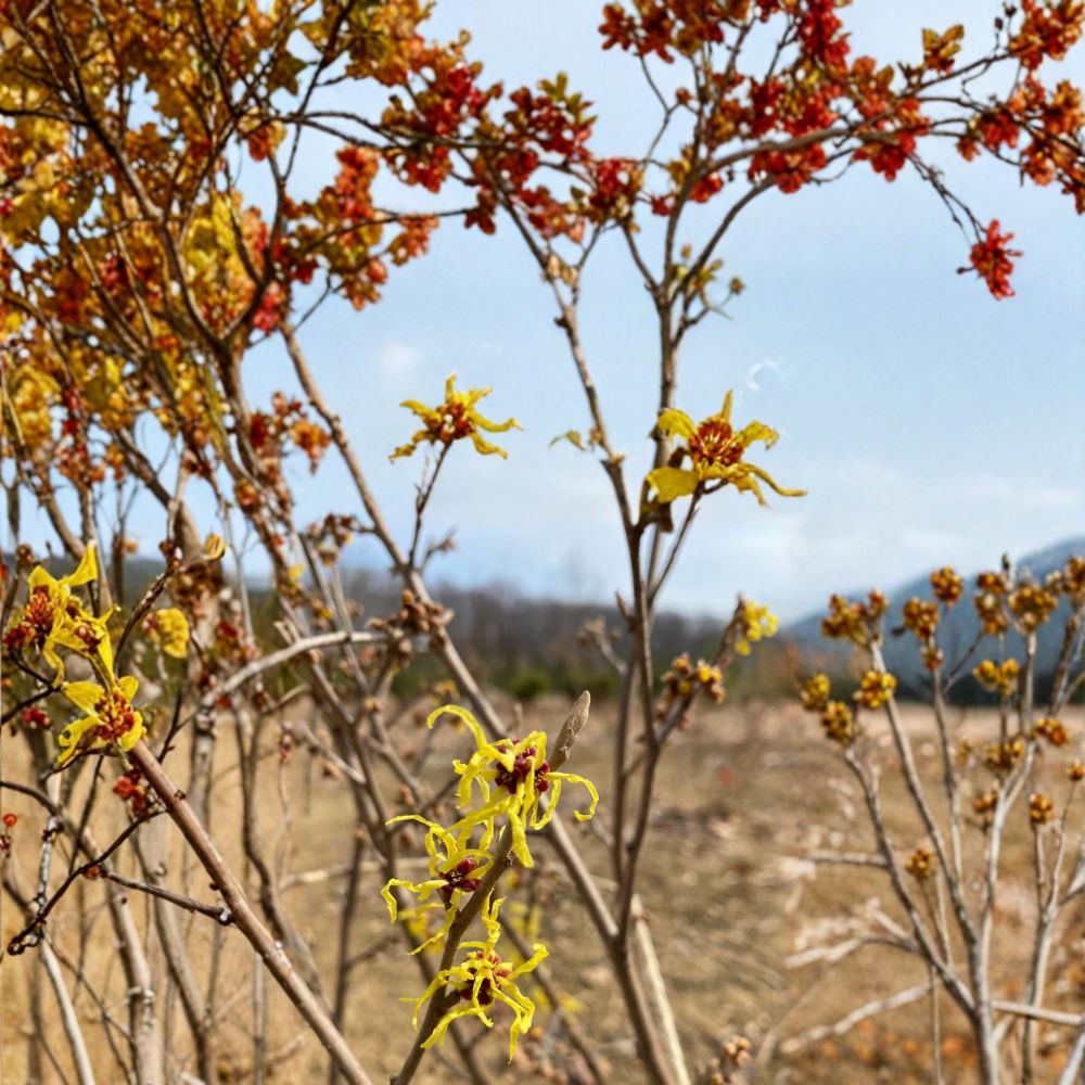 Hamamelis x intermedia 'Early Bird' Witch Hazel Live Plant – Compact Shrub with Yellow Winter Blooms, 15 Inches Tall, Grafted Ornamental Plant