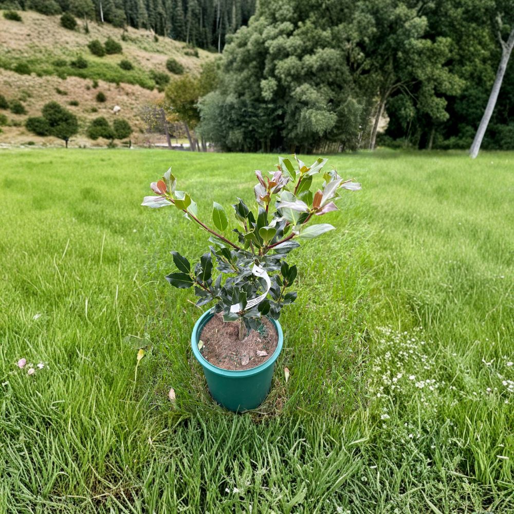 Ilex aquifolium Grandma Hardy Female English Holly Live Plant 2 Gallon Pot Evergreen Shrub with Red Berries