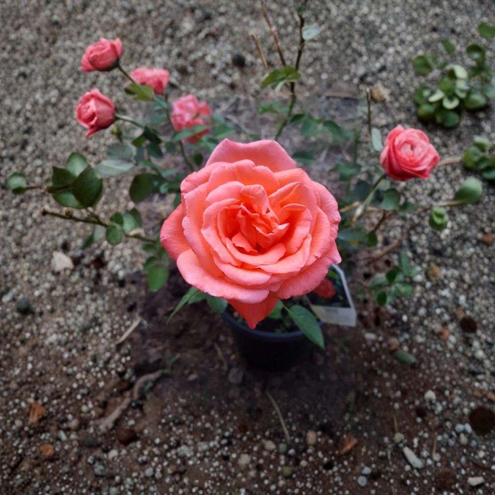 Tropicana Hybrid Tea Rose – Orange Live Bush Plant | 5 Gallon Size | Fragrant Garden Rose | Award-Winning Landscape Rose