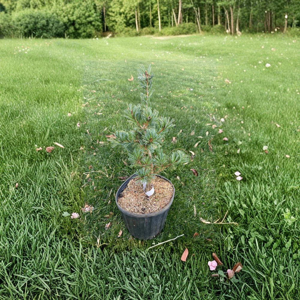 Pinus parviflora 'Adcock’s Dwarf' Japanese White Pine Live Plant 12 Inches Tall Blue-Green Needles Compact Evergreen Conifer