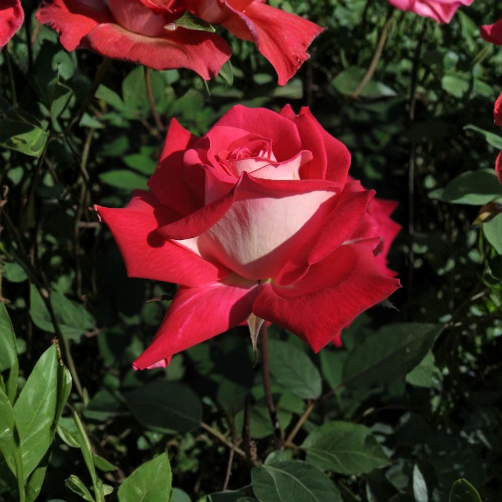 LOVE Grandiflora Rose Plant – 2 Gallon Ruby Red & White Blooms Fragrant Flowering Shrub for Full Sun Gardens