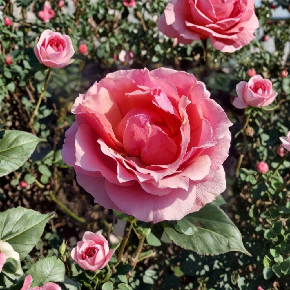 Princesse de Monaco Grandiflora Rose – Pink Live Bush Plant, 3 Gallon, Bicolor Blooms, Landscape Garden Favorite