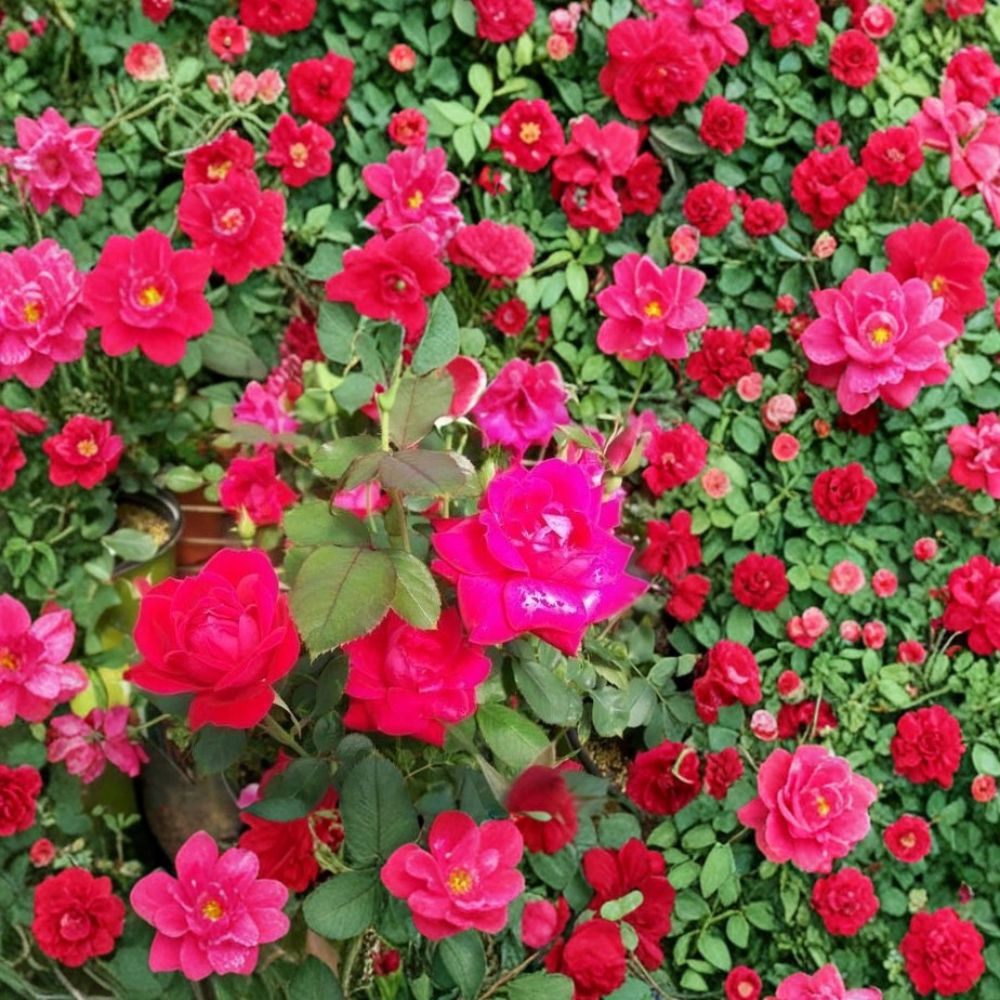 Double Knock Out® Red Rose Bush Plant – 1 Gallon, Disease-Resistant Shrub, Easy to Grow, Vibrant Red Blooms, Includes Root Ball