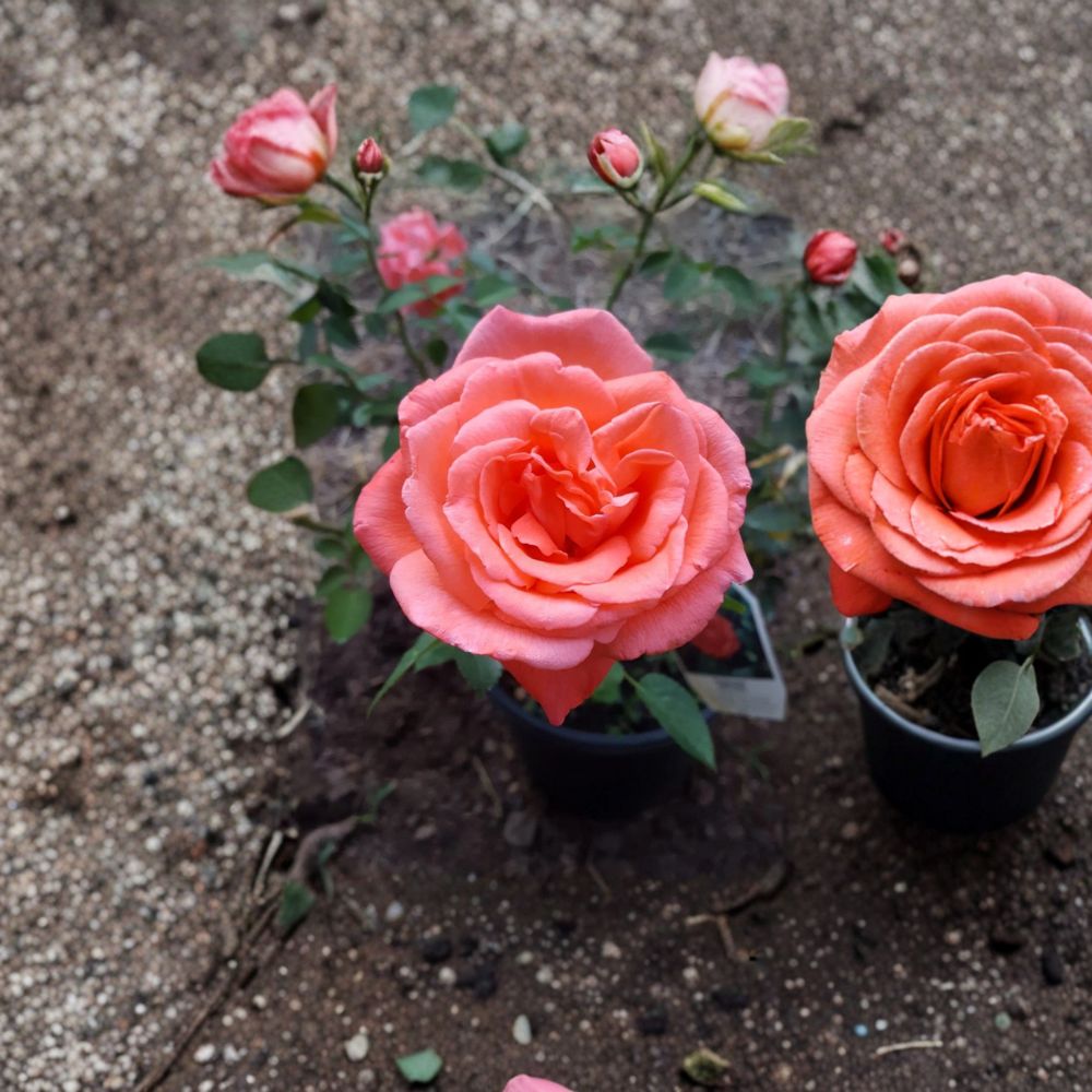 Tropicana Hybrid Tea Rose – Live Orange Rose Bush – Fragrant Garden Flower – 5 Gallon Size – Full Sun Shrub