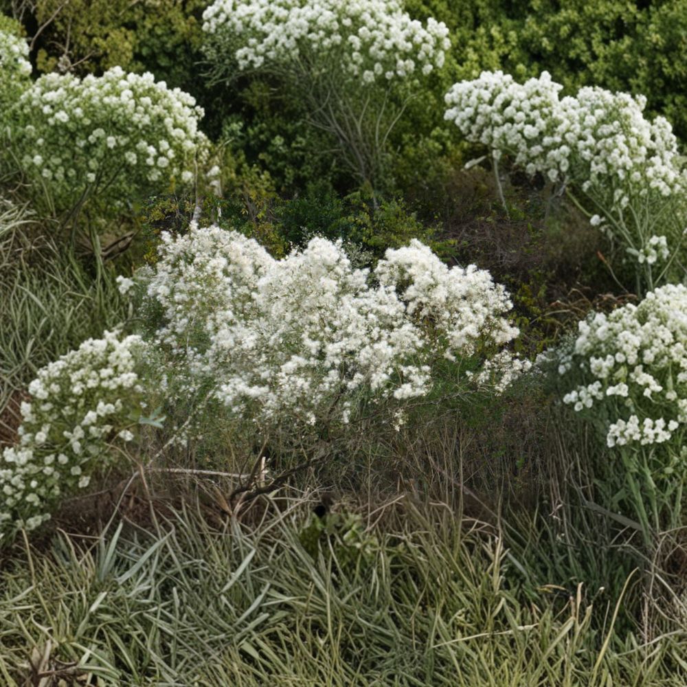 Baccharis halimifolia Groundseltree Live Plant 2-Gallon Native Shrub for Landscaping and Coastal Gardens