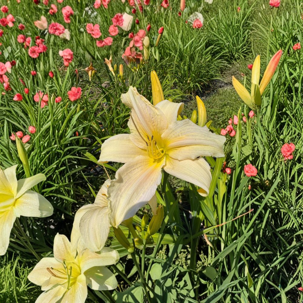 Daylily Bare Root Plants – Hemerocallis 'Gentle Blessing' Grade #1 Hardy Perennial Flower Set of 3