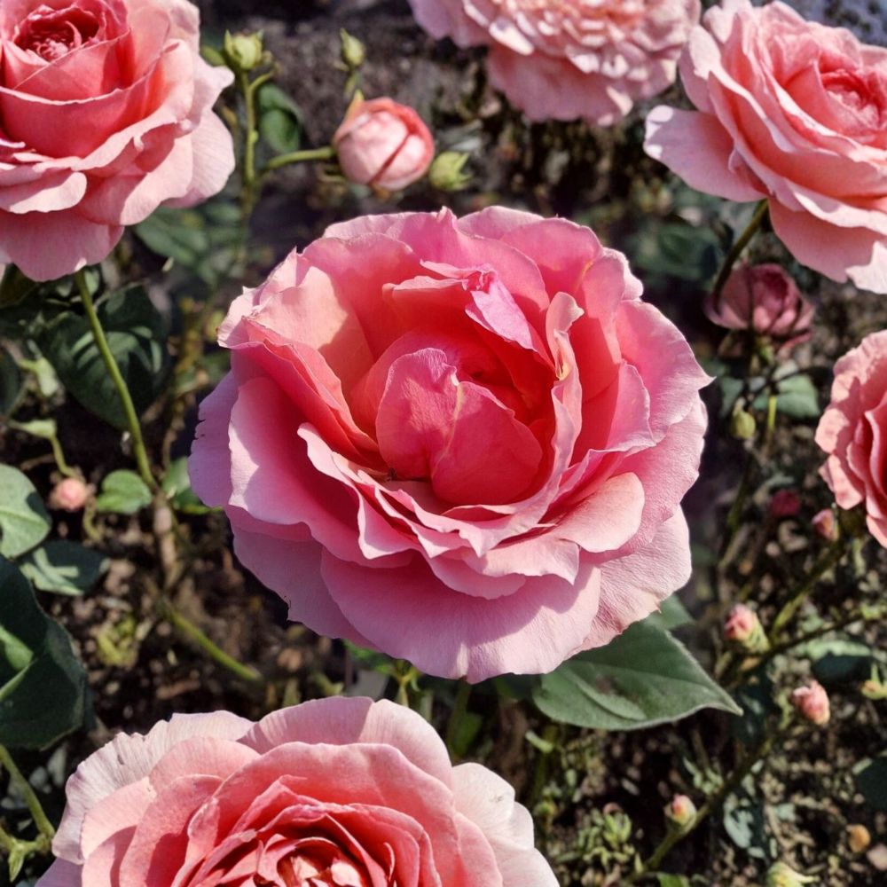Princesse de Monaco Grandiflora Rose Live Plant – 1 Gallon Pink Rose Bush with Repeat Blooms, Garden & Landscape Favorite
