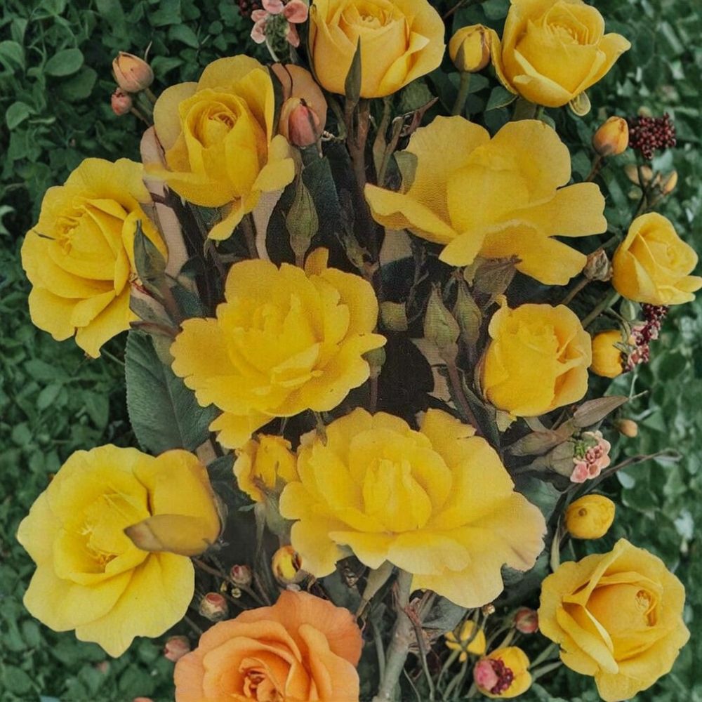 Climbing Rose Plant – 3 Gallon Daffodil Yellow Blooms – Garden Trellis & Arbor Climber – Rosa ‘Golden Shower’