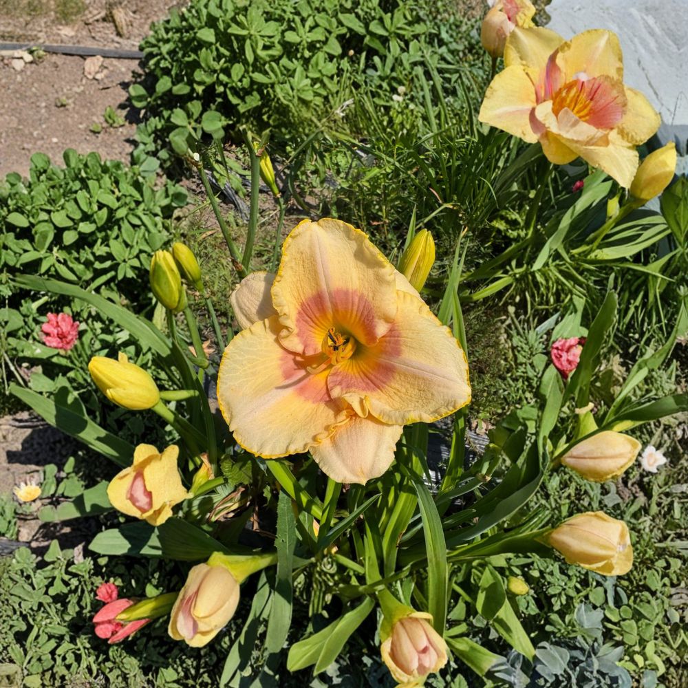 Daylily Bare Root Plants – Hemerocallis 'Summer Blush' Grade #1 Hardy Perennial Flower Set of 3