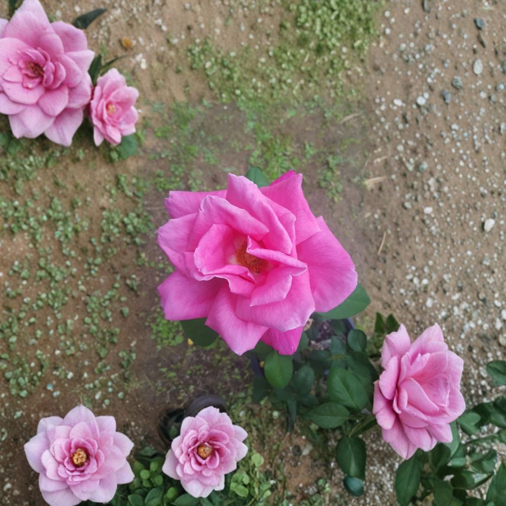 Perfume Delight Hybrid Tea Rose – Live Pink Rose Bush, 2 Gallon, Highly Fragrant Garden Flower, Full Sun Shrub