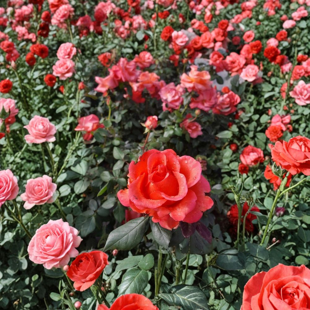 Ring of Fire Hybrid Tea Rose – Live Rose Bush Plant in 1 Gallon Container, Fiery Red Orange Yellow Blooms, Full Sun Garden Rose, Landscape Favorite