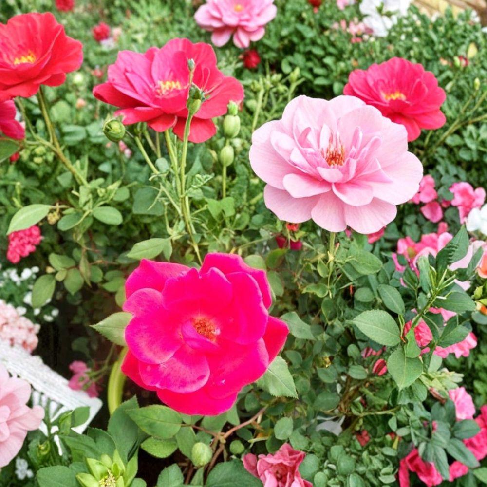 Red Knock Out® Rose Bush Live Plant – 3 Gallon Cherry Red Shrub Rose, Disease-Resistant, Repeat Bloomer, Easy Care Landscape Rose