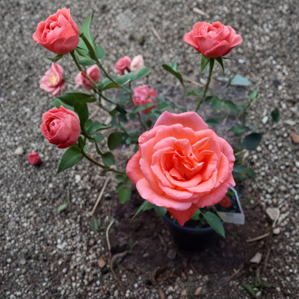 Tropicana Hybrid Tea Rose Live Plant – 3 Gallon Size, Vibrant Orange Garden Rose, Fragrant Large Blooms, Repeat Flowering, Rooted Plant