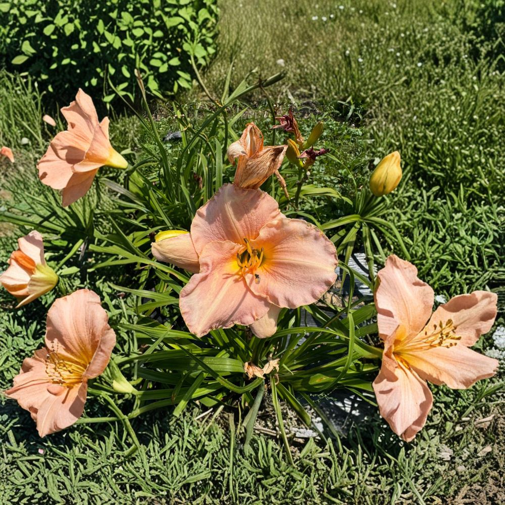 Hemerocallis 'Pewter Pink' Daylily – 3 Bare Root Plants, Pink Perennial Flower, Hardy Garden Favorite, Grade #1 Roots