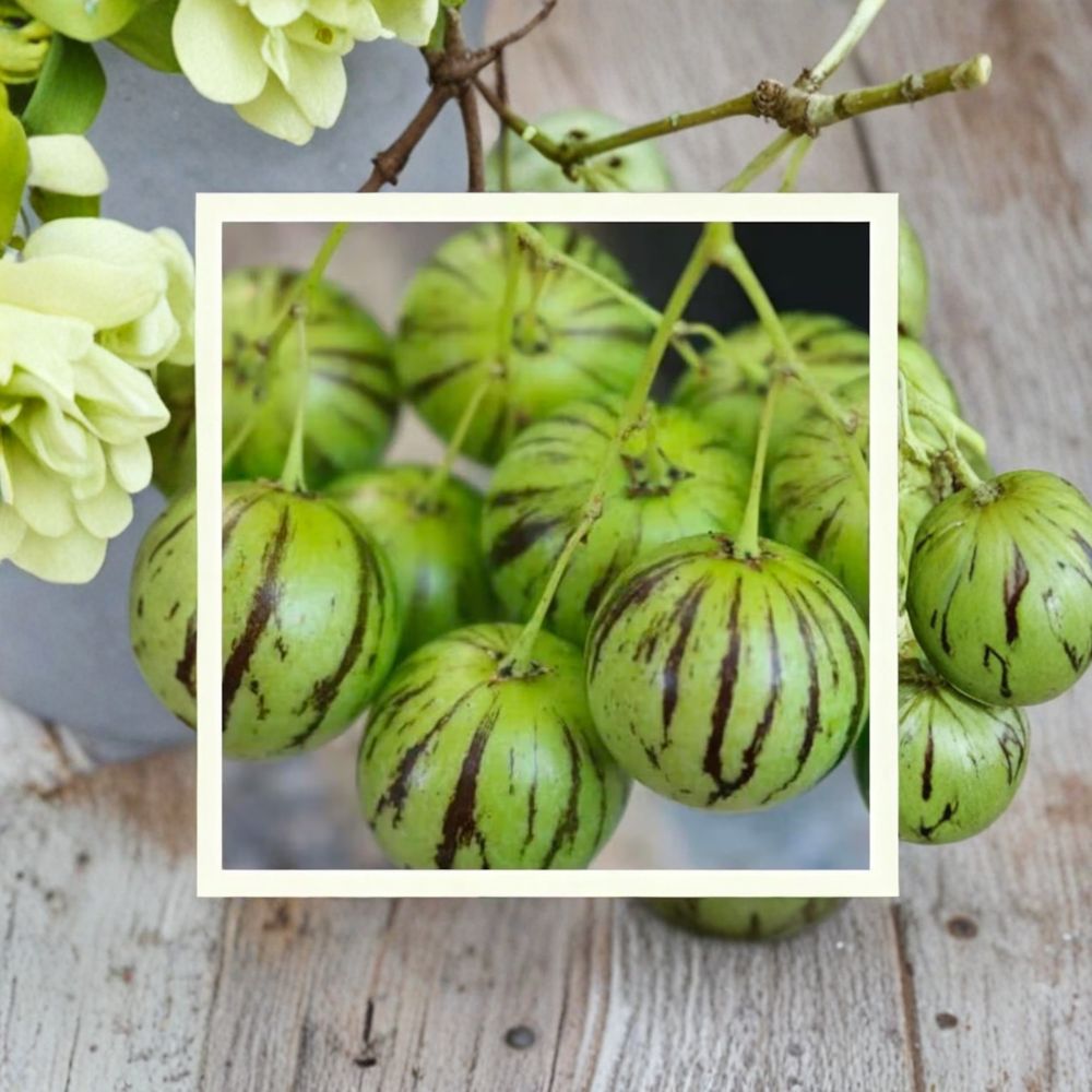 Tzimbalo Solanum caripense Seeds – 50 Organic Rare Melon Pear Fruit Variety for Garden & Container Growing