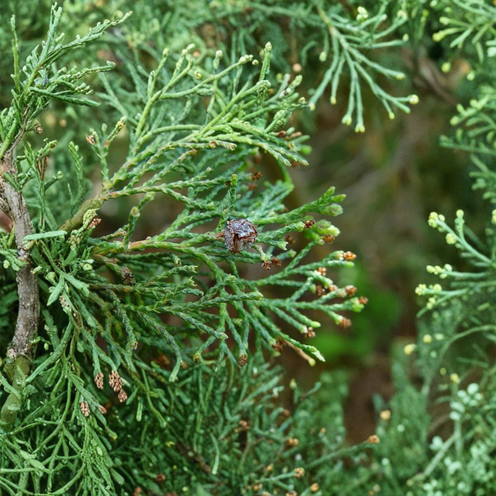 Little Jamie Atlantic White Cedar – Live Dwarf Evergreen in 1-Gallon Pot | Chamaecyparis thyoides Compact Conifer for Small Gardens