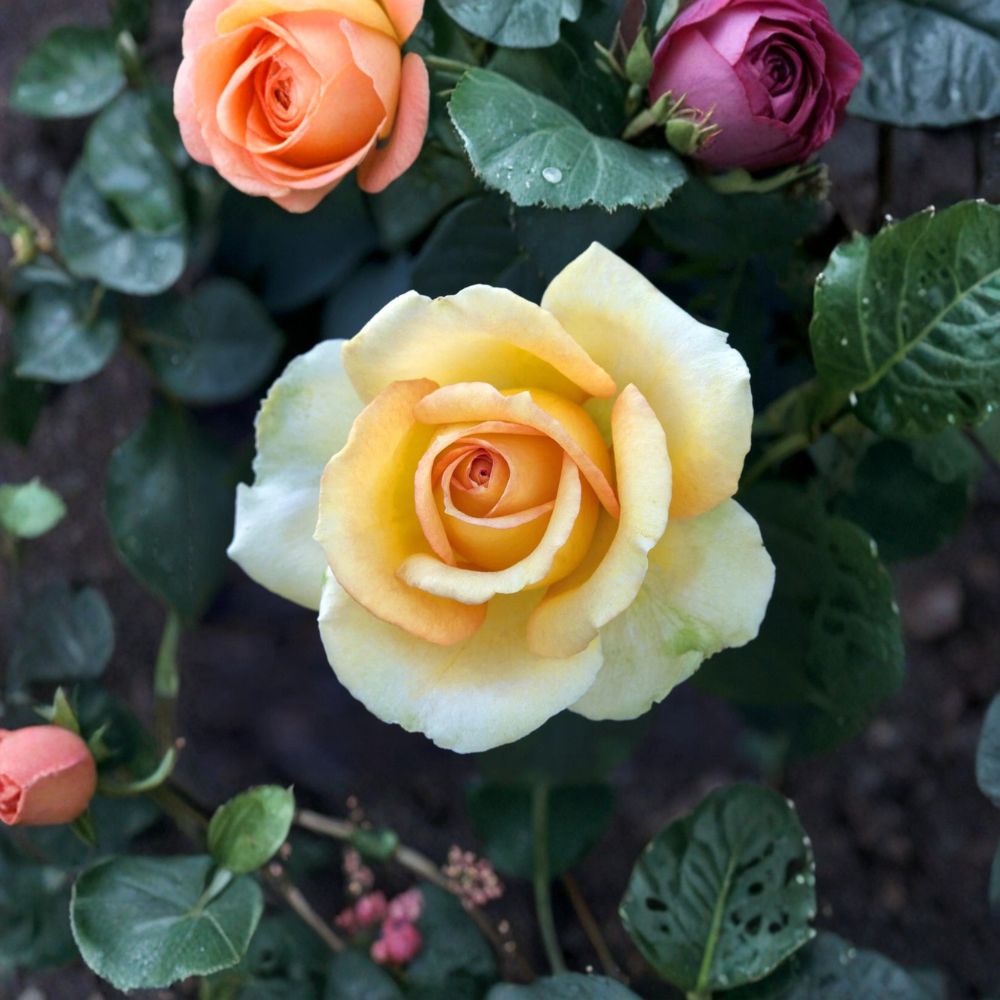 Gold Medal Grandiflora Rose Live Plant – 3 Gallon Yellow-Orange Blooming Rose Bush for Landscape & Cut Flowers