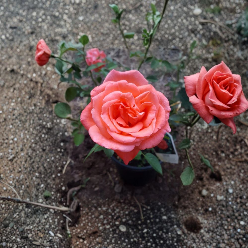 Tropicana Hybrid Tea Rose – Live Bush Plant, 3 Gallon, Rooted, Garden & Landscape, Easy to Grow, Rosa x hybrida