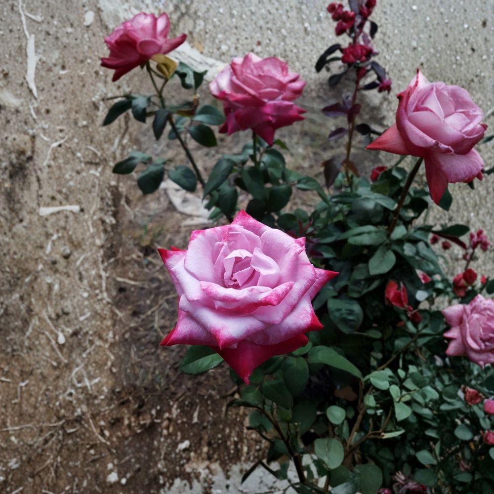 Paradise Hybrid Tea Rose Live Plant – 3 Gallon Lavender Pink & Magenta Blooms Fragrant Garden Rose Rosa