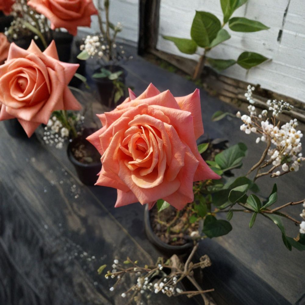 Arizona Grandiflora Rose – Rosa Live Plant, 3 Gallon, Orange Yellow Blooms, Vibrant Garden Rose, Easy to Grow