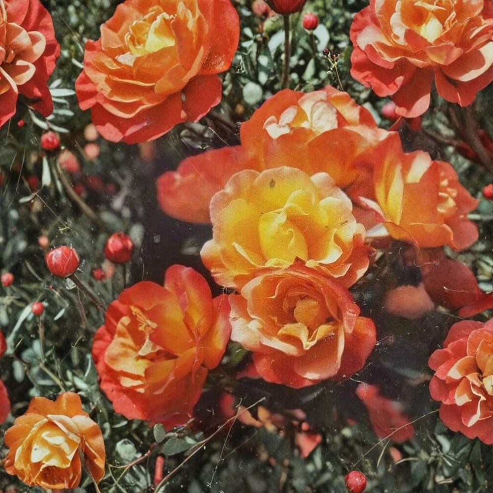 Climbing Piñata Rose Plant – 1 Gallon Rooted Bush for Garden & Trellis – Vibrant Flowering Rosa 'Piñata'