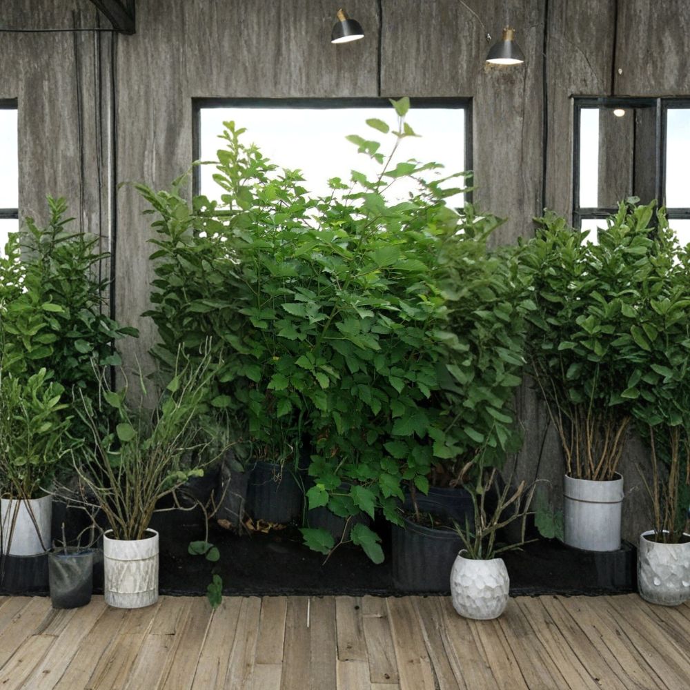 Arapaho Thornless Blackberry Live Plant | 3–6 FT Tall | Rooted Cane for Garden & Backyard | Rubus fruticosus var. arapaho