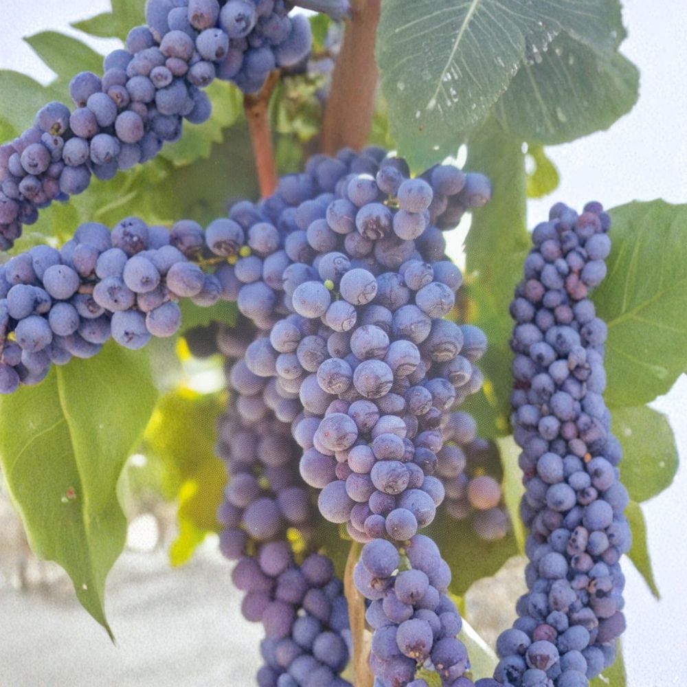Fredonia Grape Vine – Vitis labrusca Live Plant, 1 Gallon, Early Ripening Fruit, Hardy Home Vineyard Grape, Easy to Grow