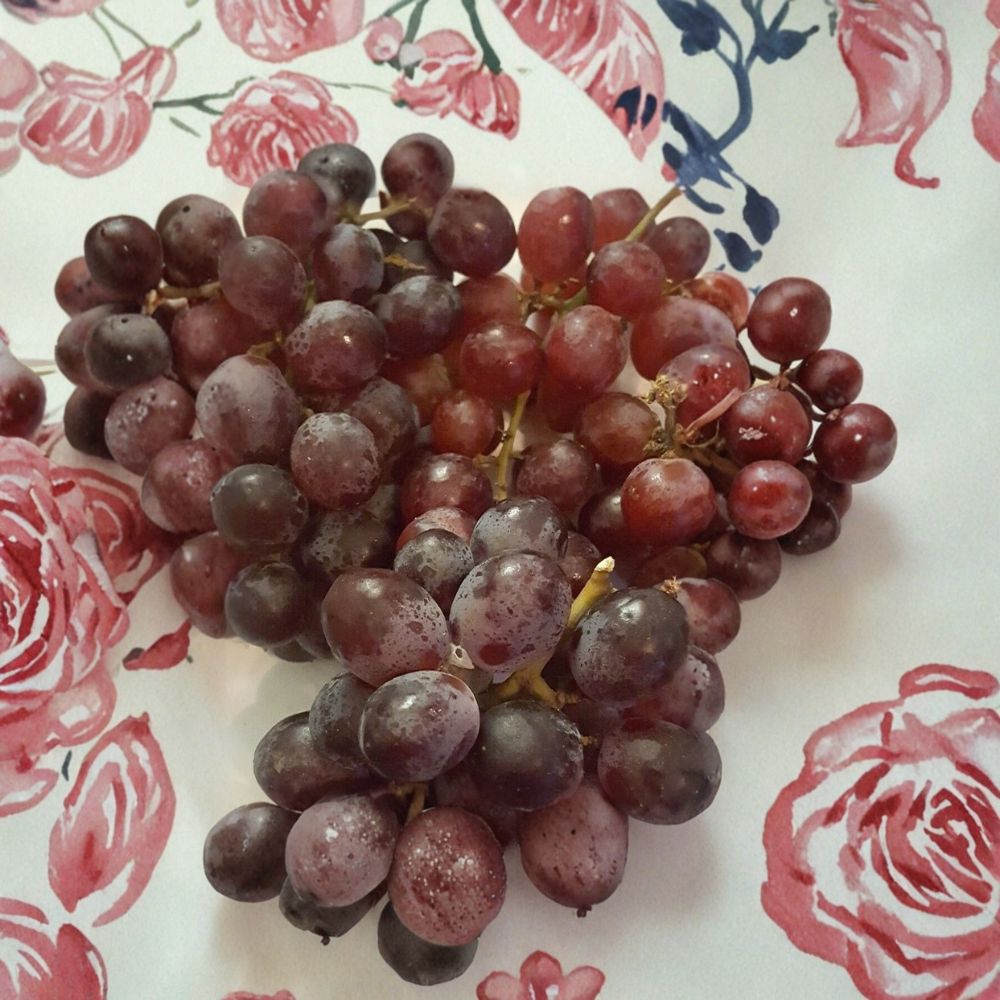 Vanessa Red Seedless Grape Vine Live Plant 1 Gallon Vitis vinifera Self-Fertile Seedless Grapes Nursery Pot