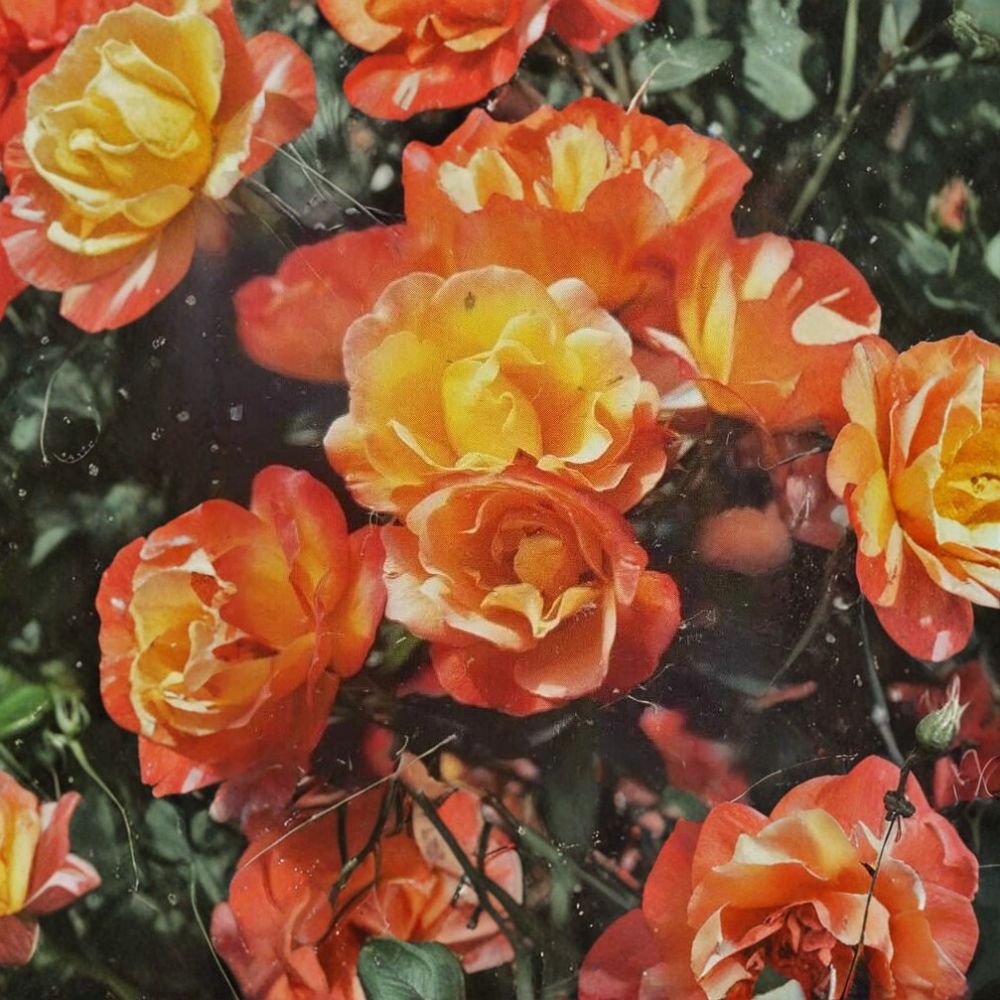 Climbing Piñata Rose Plant – 2 Gallon Live Climbing Rose with Yellow & Vermilion Orange Blooms, Trellis & Arbor Friendly, Vigorous Garden Rose