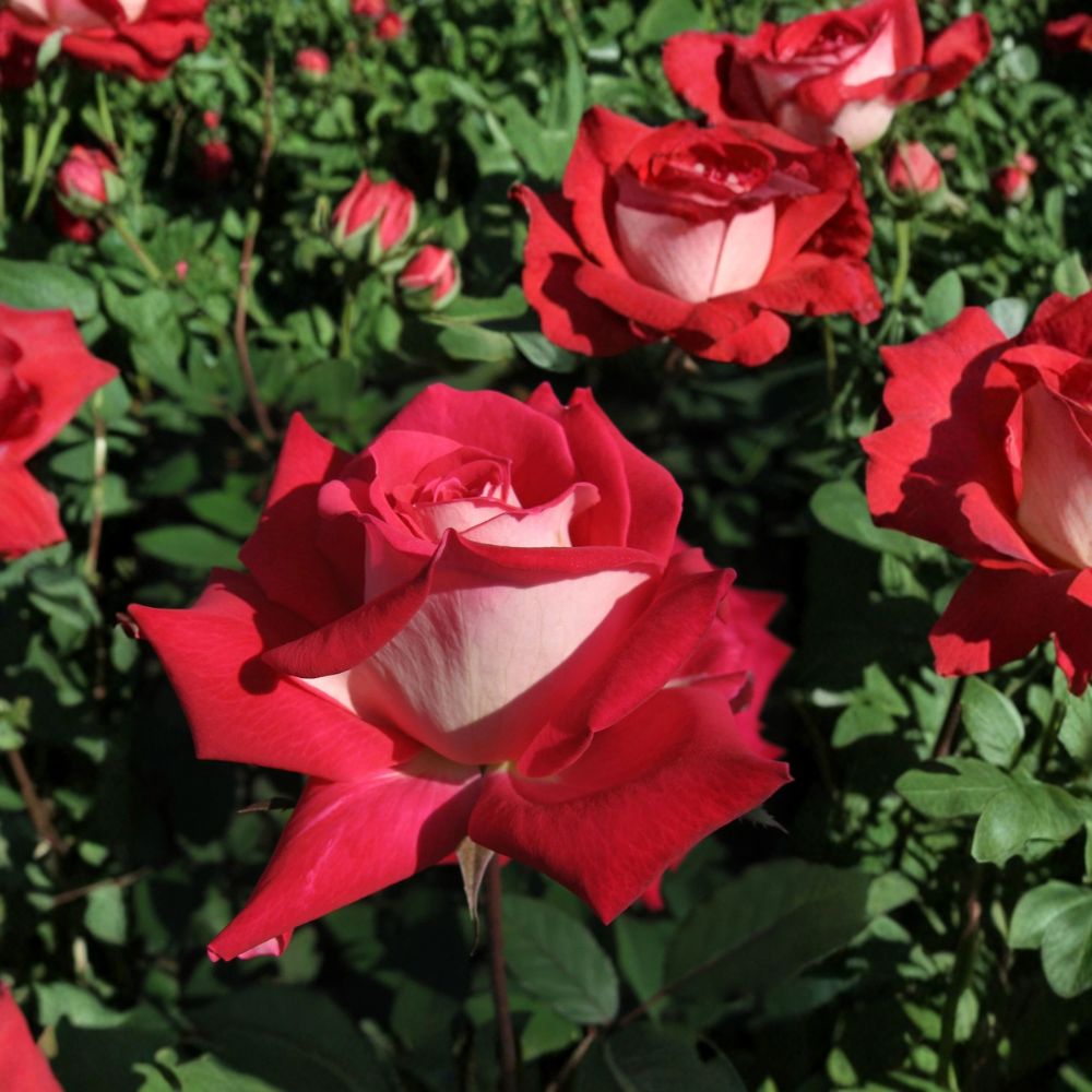 Love Grandiflora Rose Plant – Rosa hybrida, 3 Gallon, Ruby Red & White Fragrant Rose Bush, Live Garden & Landscape Plant
