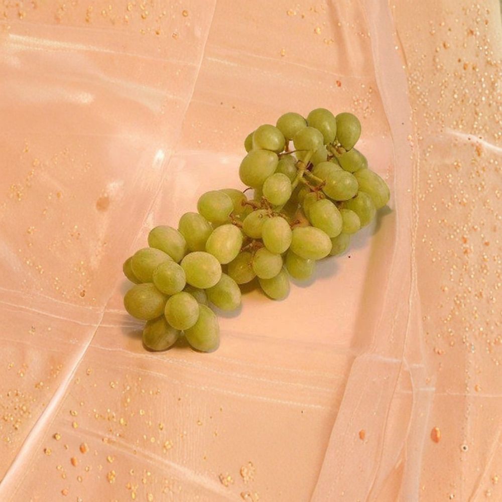 Chardonnay White Wine Grape Vine – Live Plant in 3-Gallon Container, Rooted, Easy to Grow, Vineyard & Backyard Suitable
