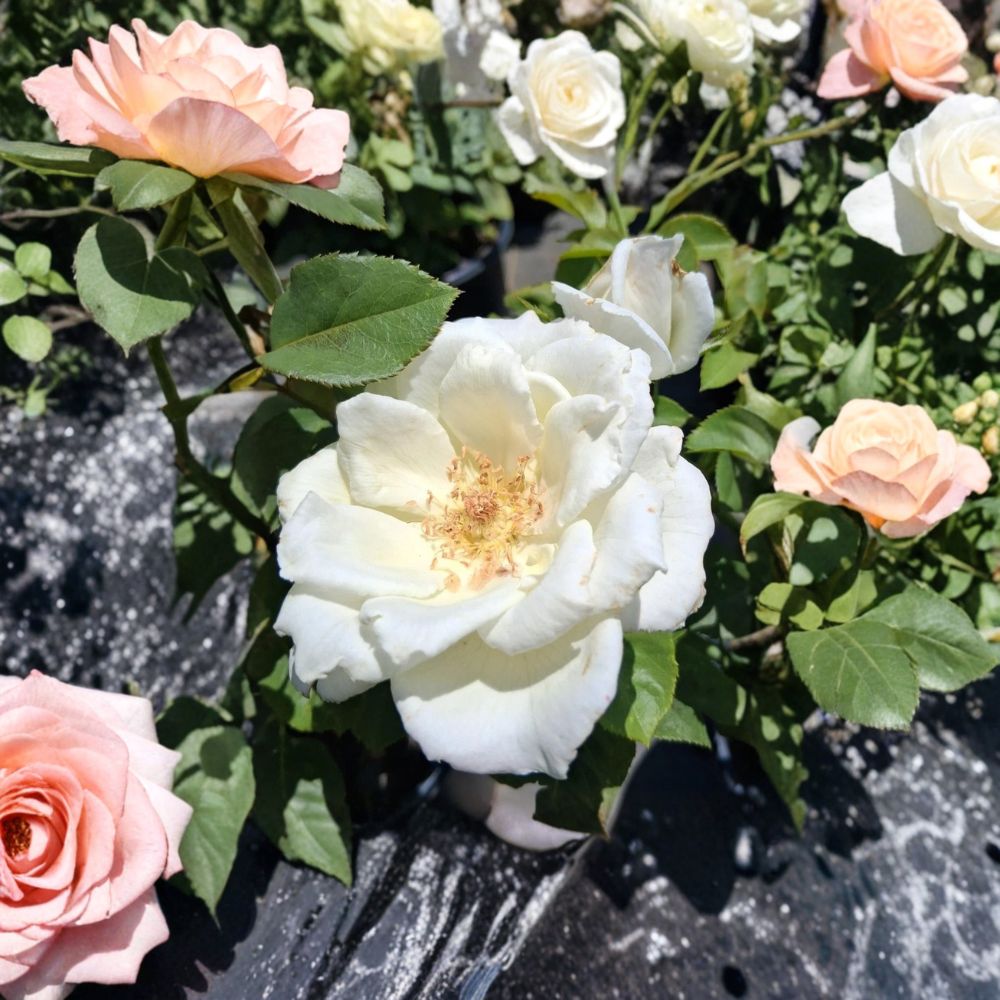 White Lightnin Grandiflora Rose – Live Bush Plant in 5 Gallon Size, Rooted for Easy Garden & Landscape Planting