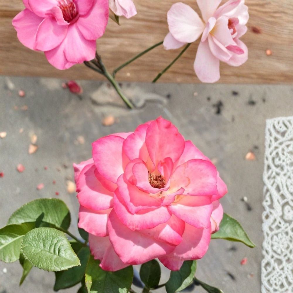 Nichole Everblooming Floribunda Rose Plant – Live 3-Gallon White & Pink Garden Rose Bush, Reblooming, Root Wrapped