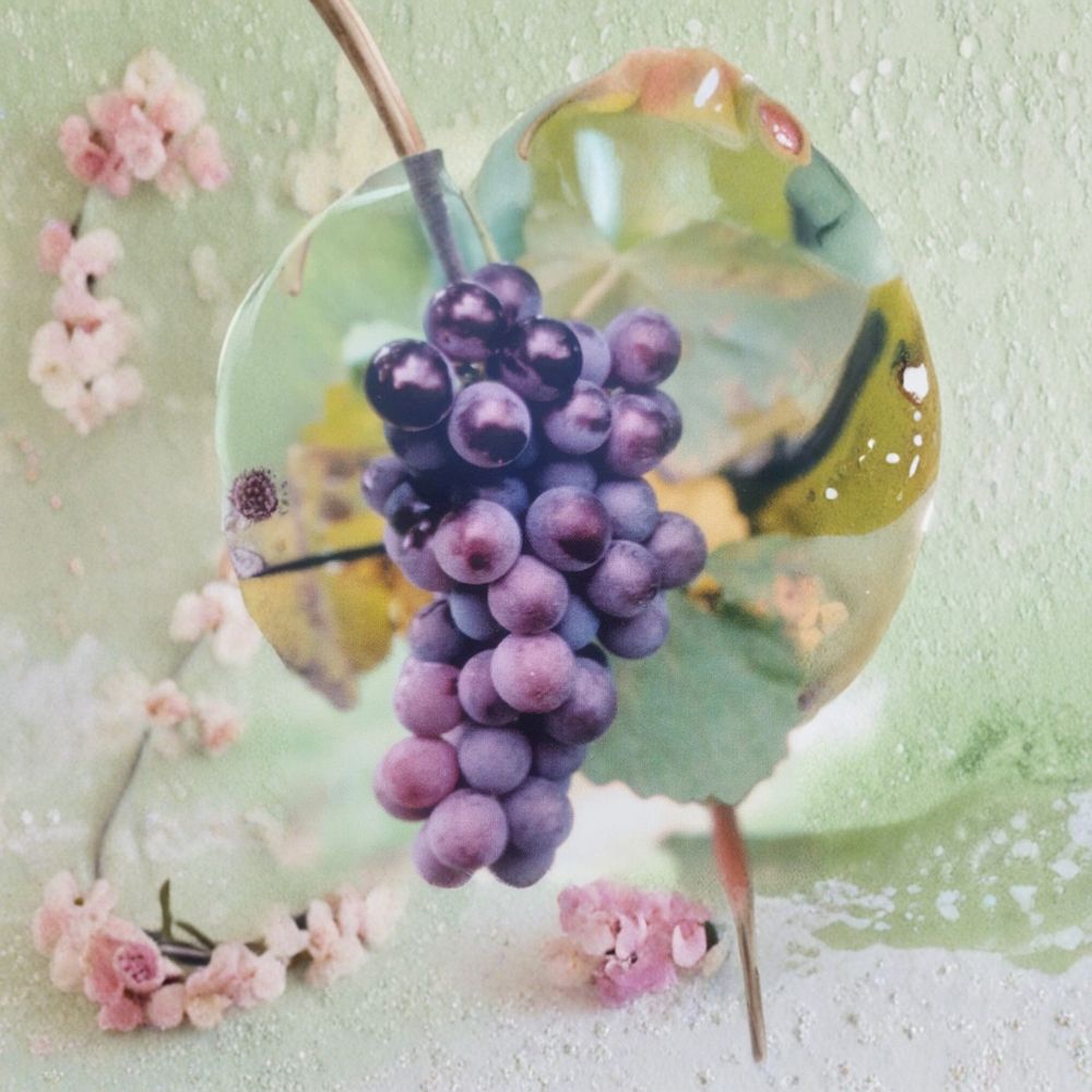 Champanel Grape Vine Live Plant – Vitis spp. 1 Gallon Fruit Producing Vine with Root Ball for Vineyard & Garden