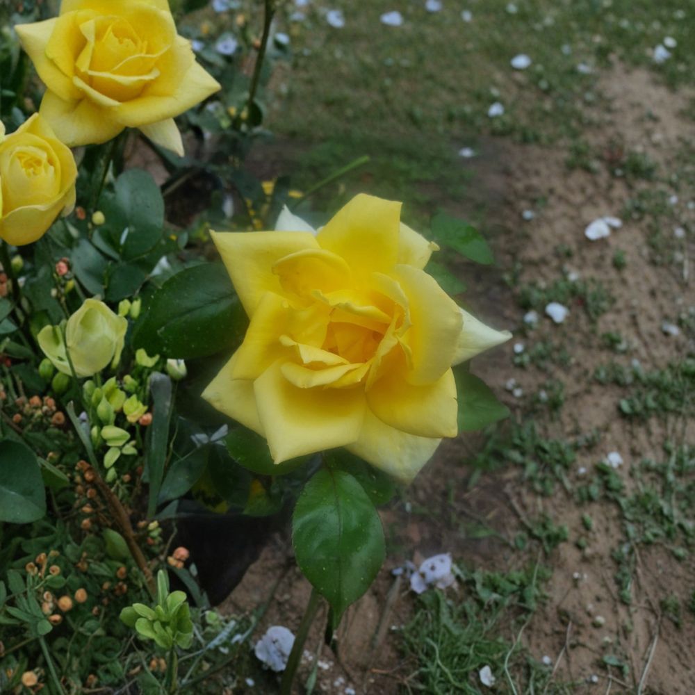 Oregold Grandiflora Rose – Live Yellow Rose Bush, 3 Gallon, Bright Golden Blooms, Hardy Landscape Rose, Ready to Plant