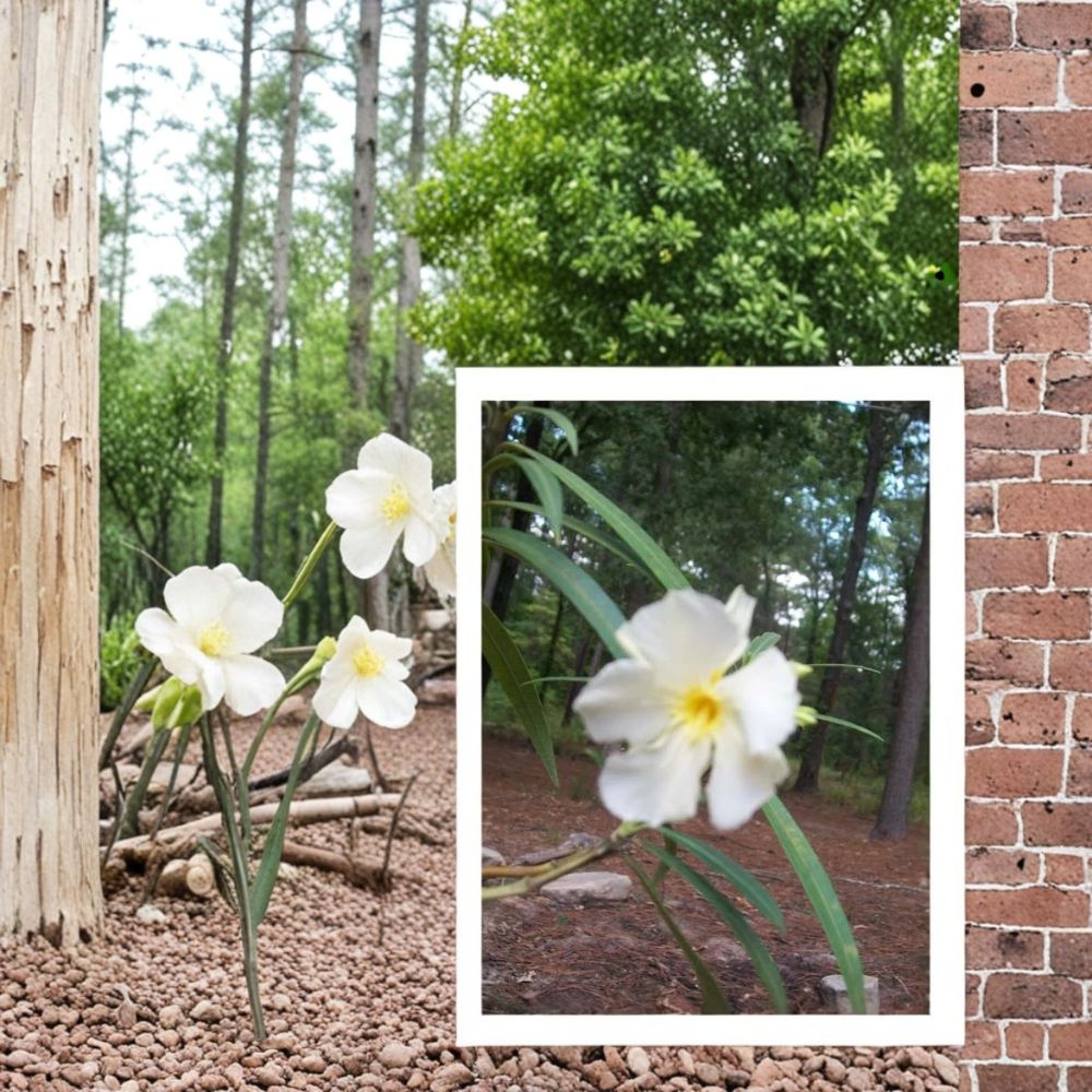 White Oleander Live Plant – 2 Gallon Drought Tolerant Shrub with White Flowers – Nerium oleander for Landscaping and Gardens