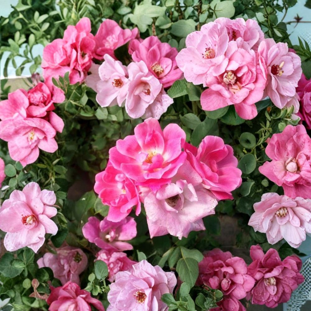Pink Knock Out® Rose Live Plant – Rosa hybrida Medium Pink Flowering Shrub, Disease Resistant, 2 Gallon Size, Easy to Grow Landscape Rose