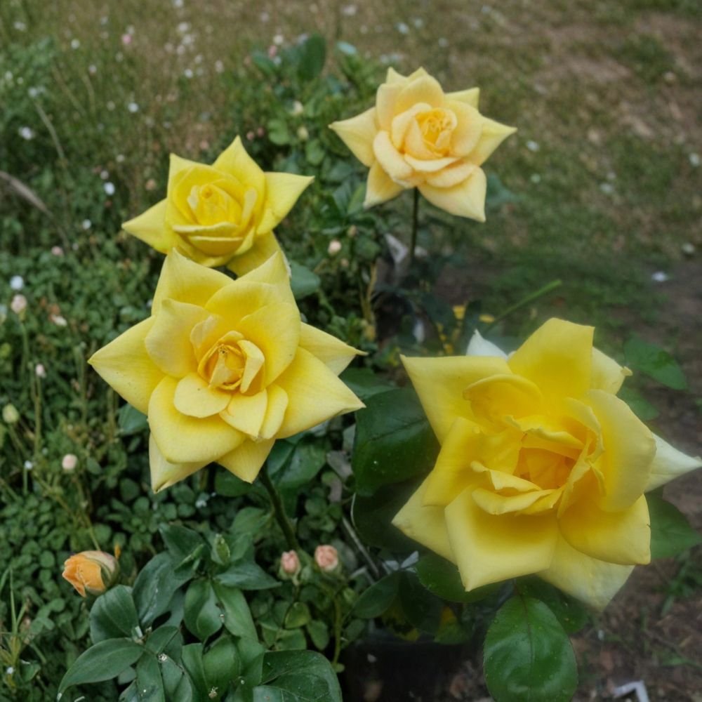 Oregold Grandiflora Rose – Live Plant, 3 Gallon, Golden Yellow Blooms, Garden Rose, Rosa