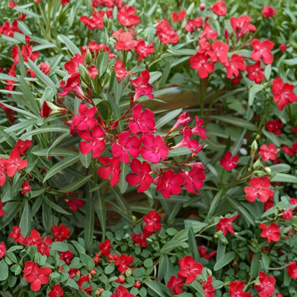 Red Oleander Live Flowering Shrub 3 Gallon | Rooted Plant for Garden & Landscape | Easy to Grow, Vibrant Red Blooms