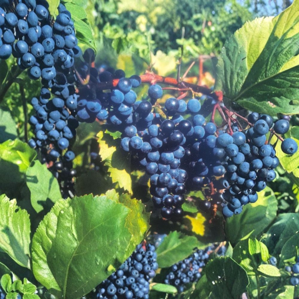 Concord Grape Vine Live Plant – Vitis labrusca 2 Gallon Fruit Producing Vine for Garden & Vineyard