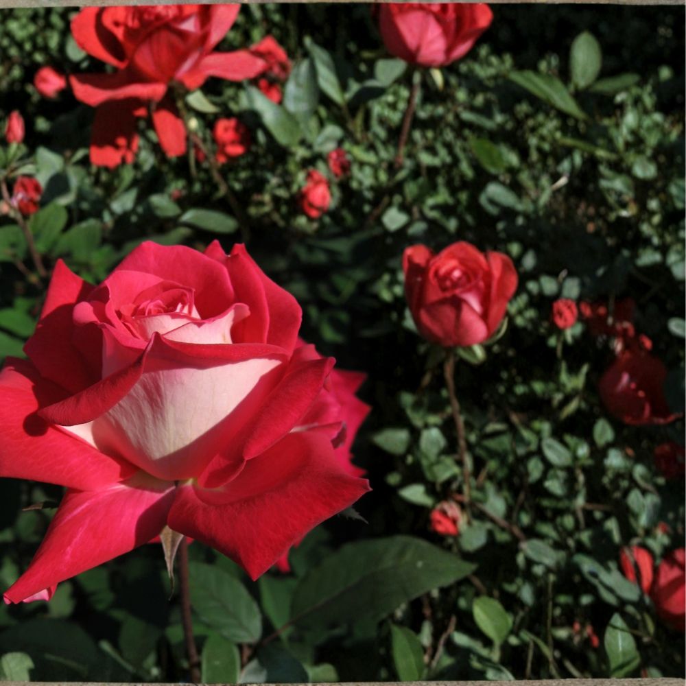 Love Grandiflora Rose Plant – 5 Gallon Live Rose Bush with Ruby Red & White Blooms, Fragrant, Easy to Grow