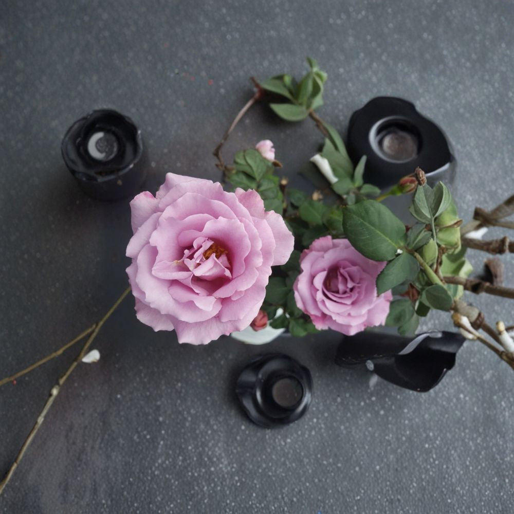 Angel Face Floribunda Rose – Live Bush Plant in 5 Gallon Pot, Fragrant, Easy to Grow, Landscape & Garden Ready, Rosa x hybrida