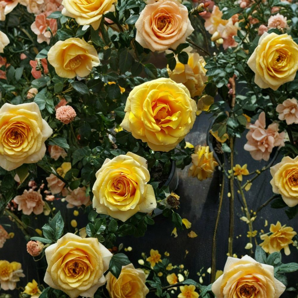 St. Tropez Floribunda Rose – Live Bush Plant 1 Gallon Rooted Shrub for Garden & Landscape | Easy to Grow