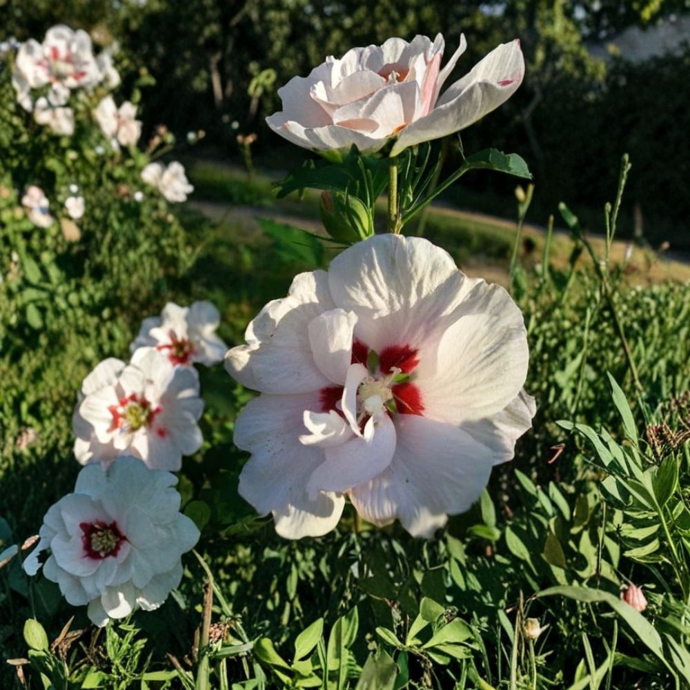 Double Flower White Althea Rose of Sharon Live Shrub Plant, 3 Gallon, Fully Rooted, Easy to Grow, Landscape & Garden Friendly