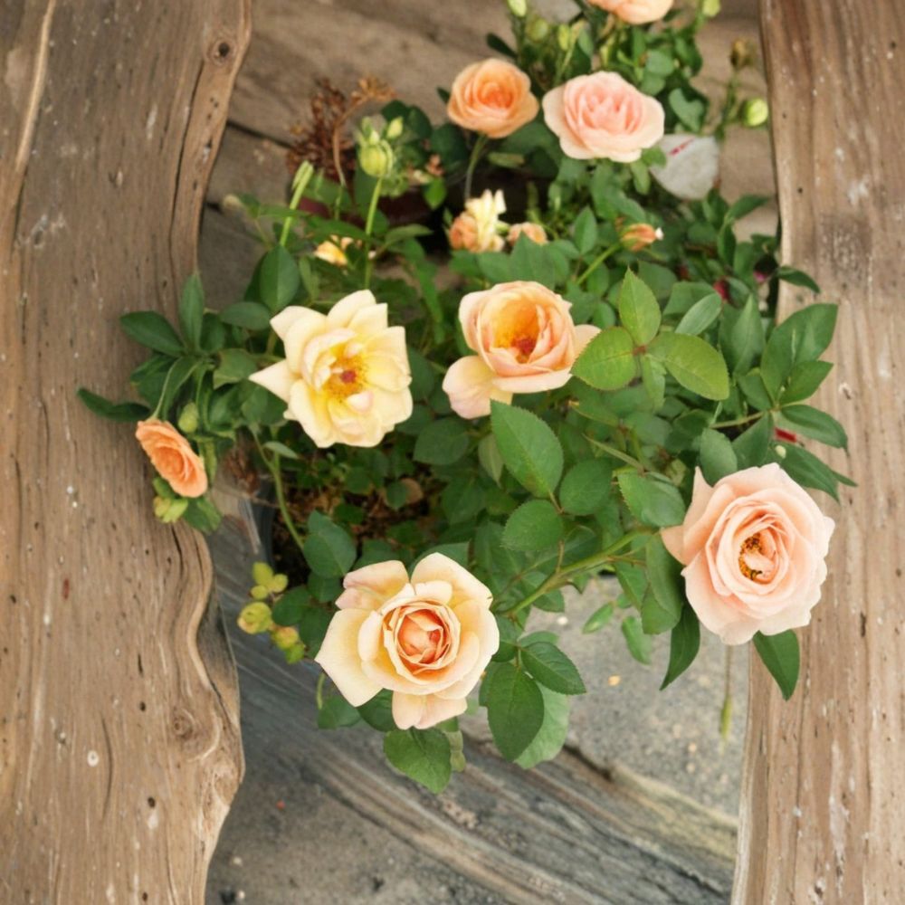 Southern Peach Rose – Rosa hybrida Live Plant, 3 Gallon, Apricot Yellow Mini Rose Bush, Garden & Landscape, Easy to Grow