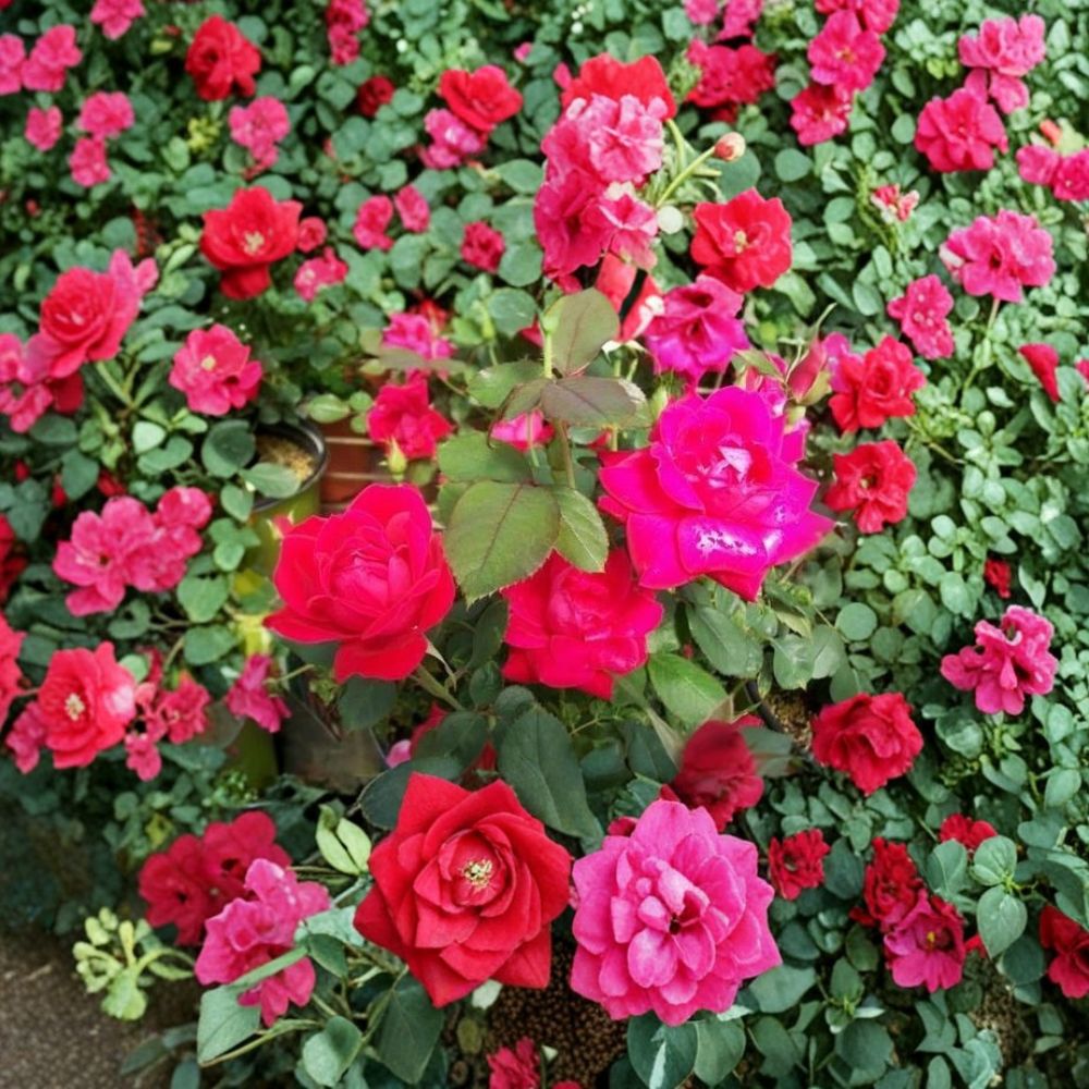 Double Knock Out® Red Rose Bush – 3 Gallon Live Plant, Disease-Resistant, Garden & Landscape Friendly, Easy to Grow