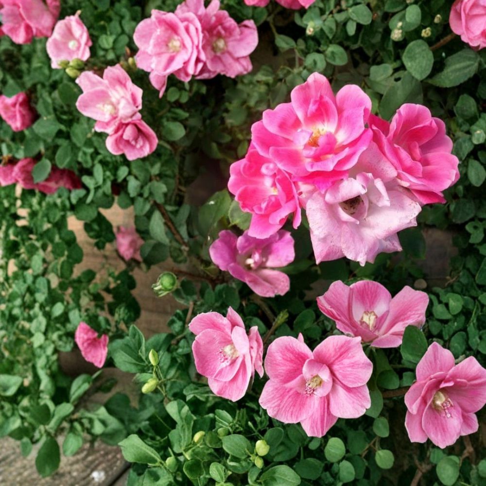 Pink Knock Out® Rose Bush – 1 Gallon Live Plant, Easy-to-Grow, Landscape & Garden, Vibrant Pink Blooms, Rosa 'Radrazz'