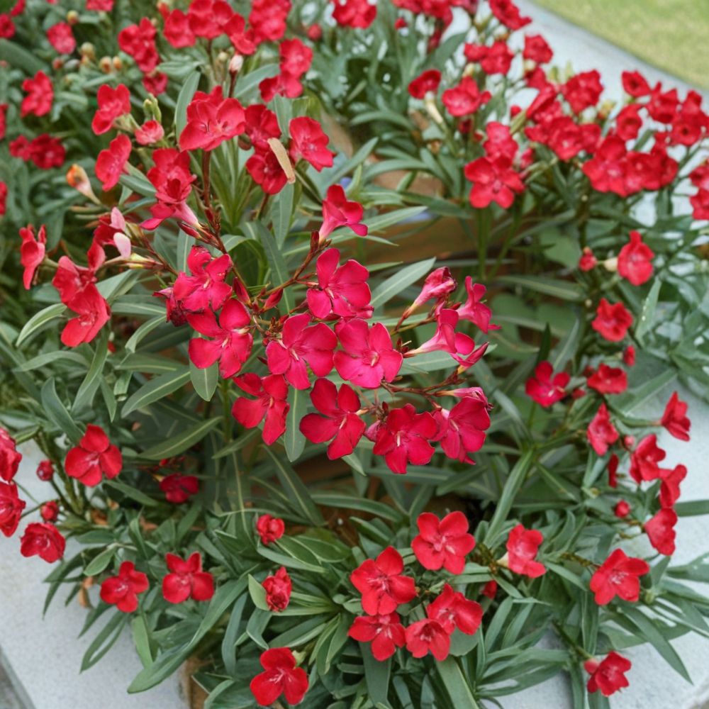 Red Oleander Live Plant – 2 Gallon Size, Red Flowering Shrub, Nerium oleander, Landscape & Garden Friendly
