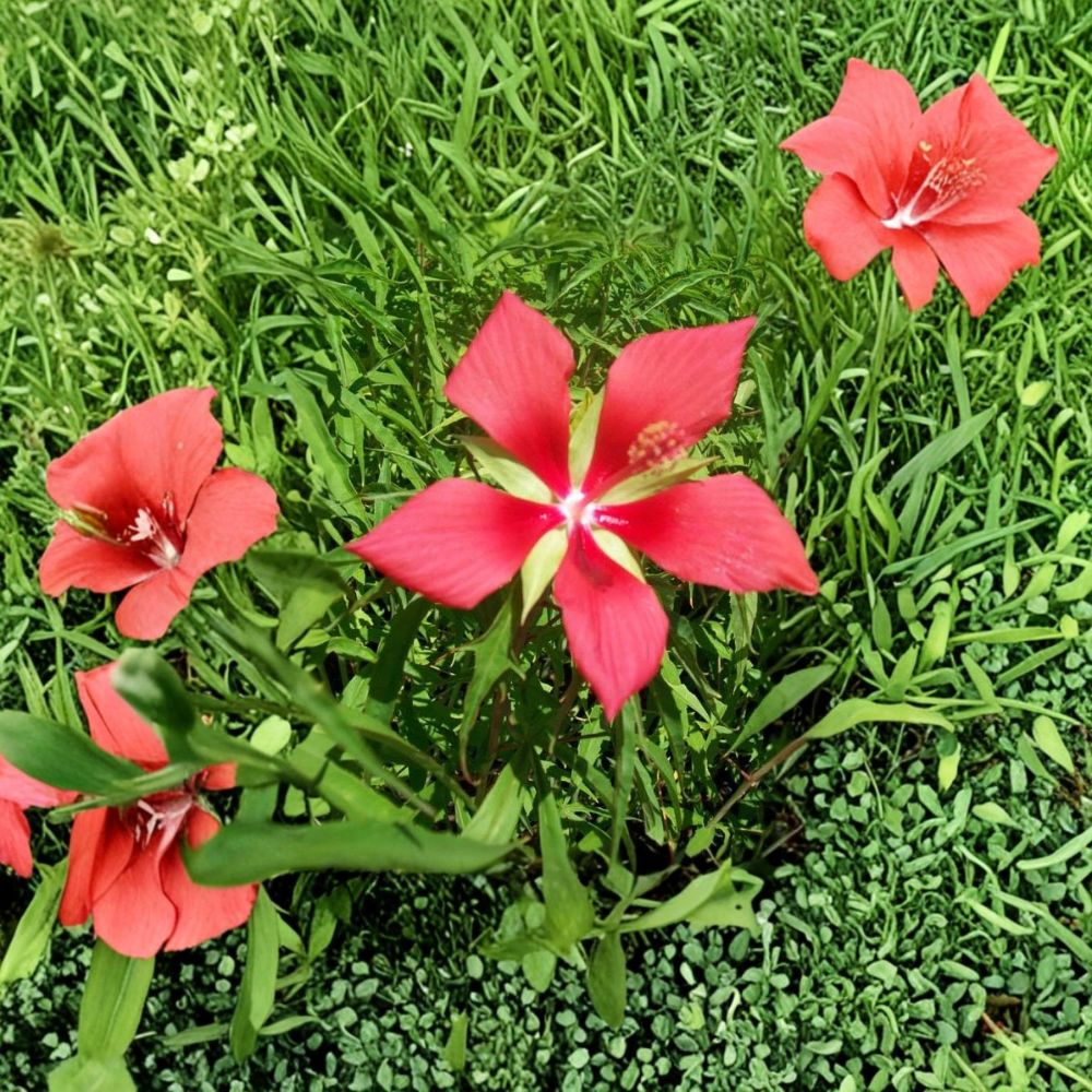 Texas Star Hibiscus Live Plant 1 Gallon | Flowering Garden Plant | Easy to Grow, Landscape Friendly, Rooted Ready for Planting